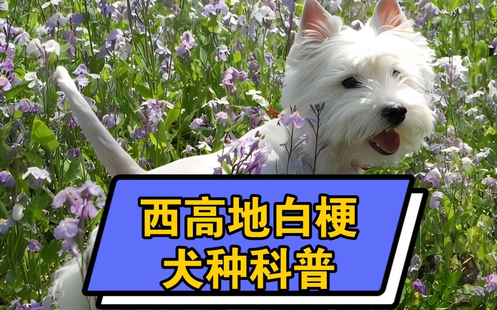 西高地白梗,犬種科普