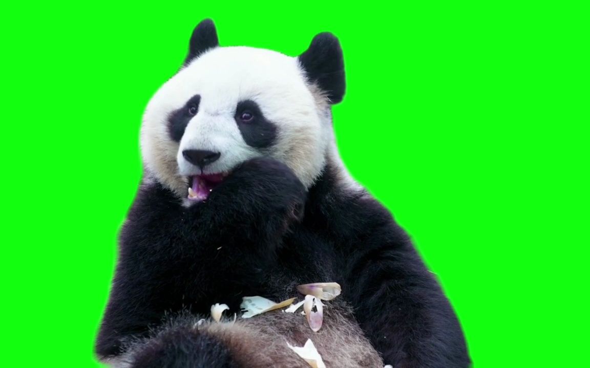 绿幕抠像高清免费视频手机剪辑素材大熊猫吃东西