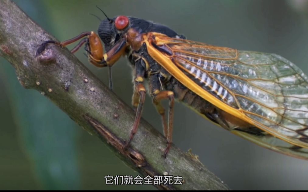 [图]蝉的一生，用十七年等一个夏天。