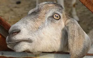 瞳孔收缩 搜索结果 哔哩哔哩 Bilibili