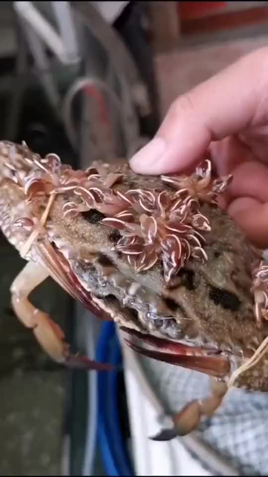 螃蟹一旦长了藤壶,抠都不能抠,一抠螃蟹壳都碎了