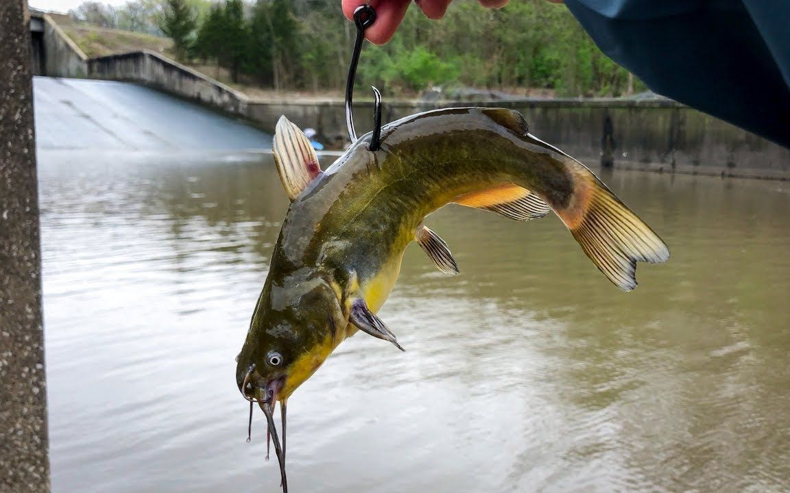 【北美路亚】用小鲶鱼钓巨型鲶鱼!