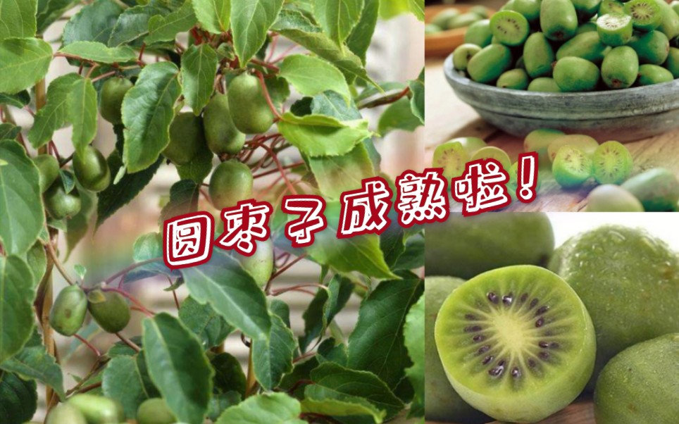 我的软枣猕猴桃(奇异莓Kiwiberry)成熟啦!哔哩哔哩bilibili