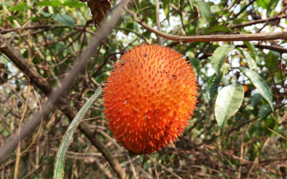 [图]大美本草之木鳖子，见过吗？能软坚化结，消肿破瘀