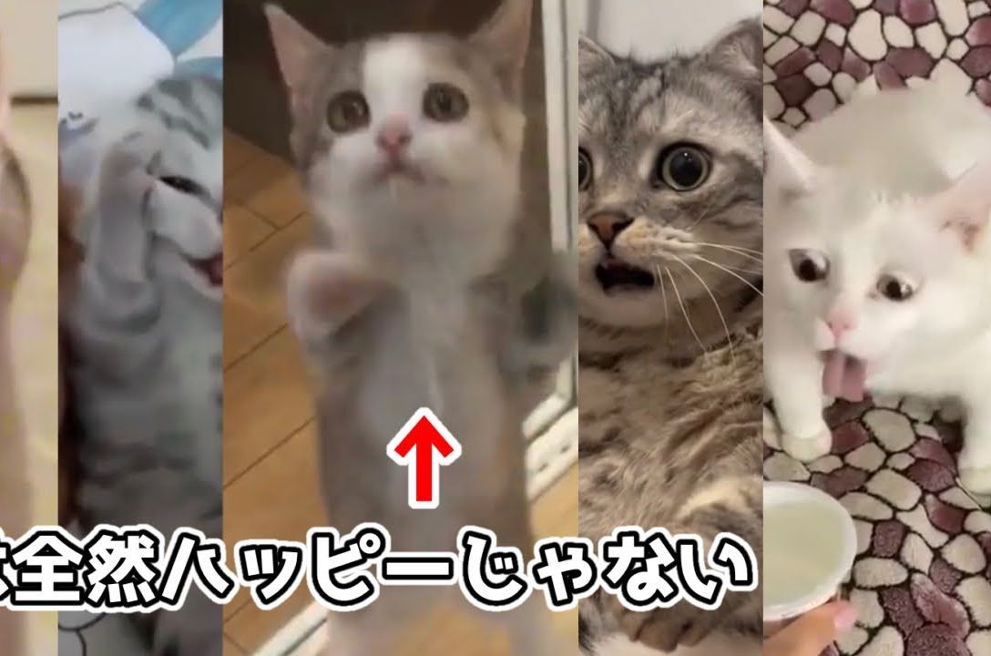 [图]【猫MEME】猫MEME原视频出处 汇总 Part2