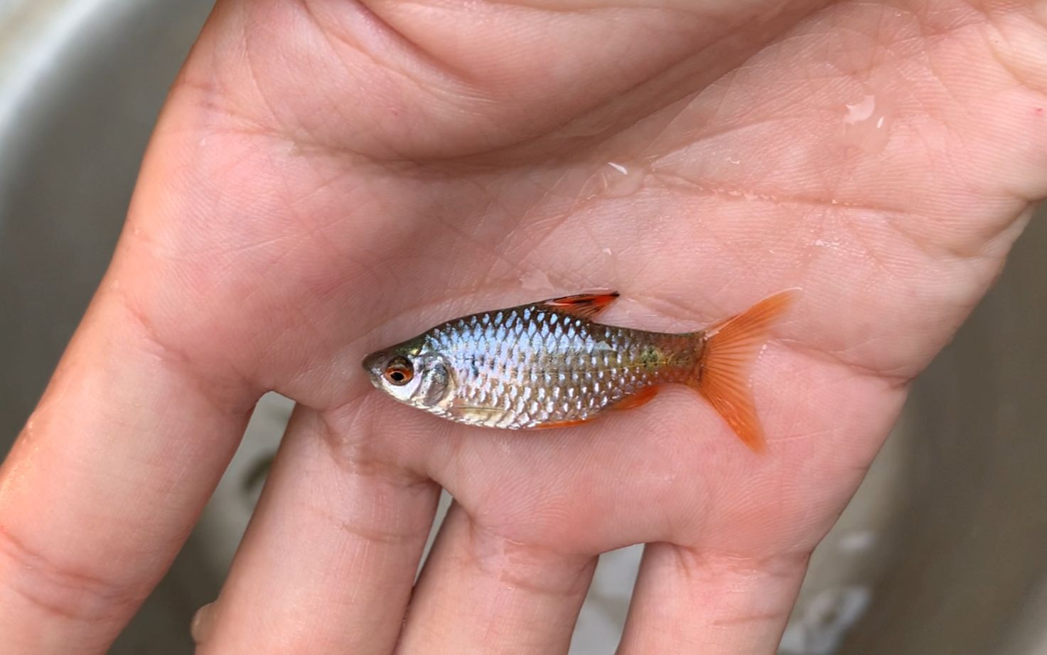 今天又上了两条已经发色的异斑小鲃,这个颜色绝对正!