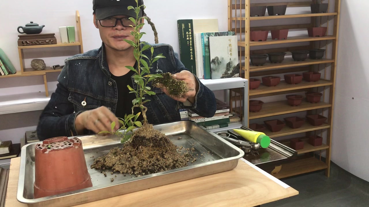 金豆悬崖造型分享