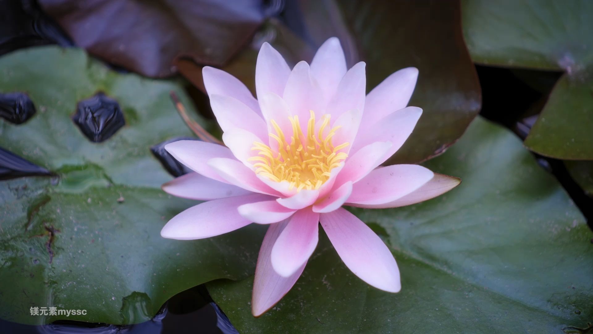 实拍镜头:artlist 37个热带植物花朵/荷花睡莲/美人蕉/玫瑰/水生草本