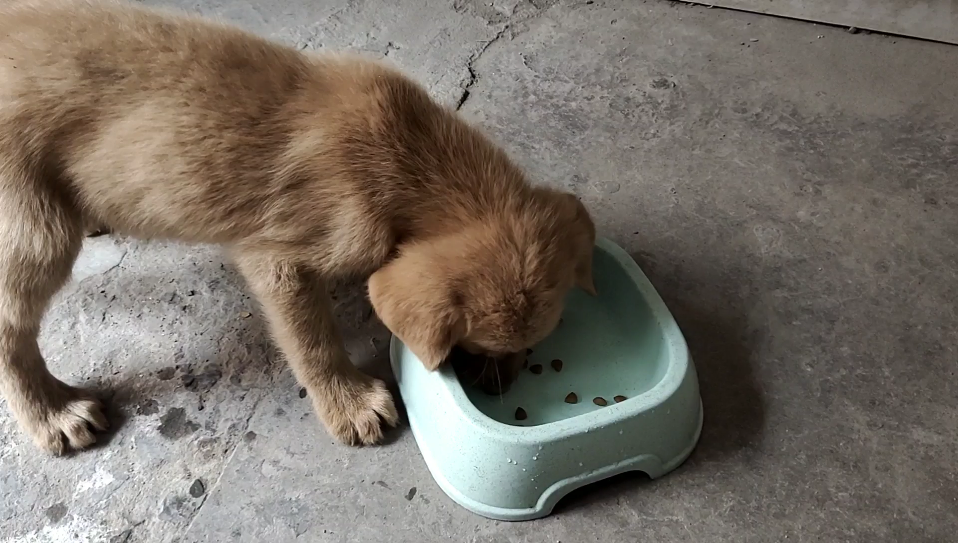 金毛买回来的第20天,看着它这样吃食,亮_哔哩哔哩