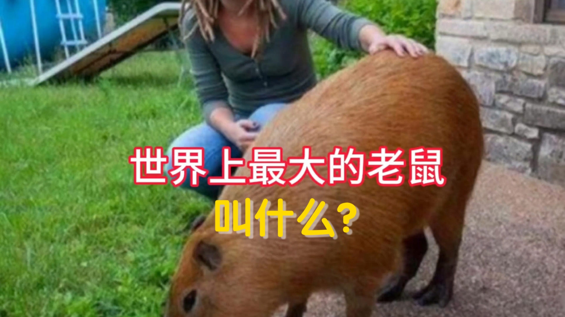 世界上最大的老鼠叫什么?这个视频告诉你!哔哩哔哩bilibili