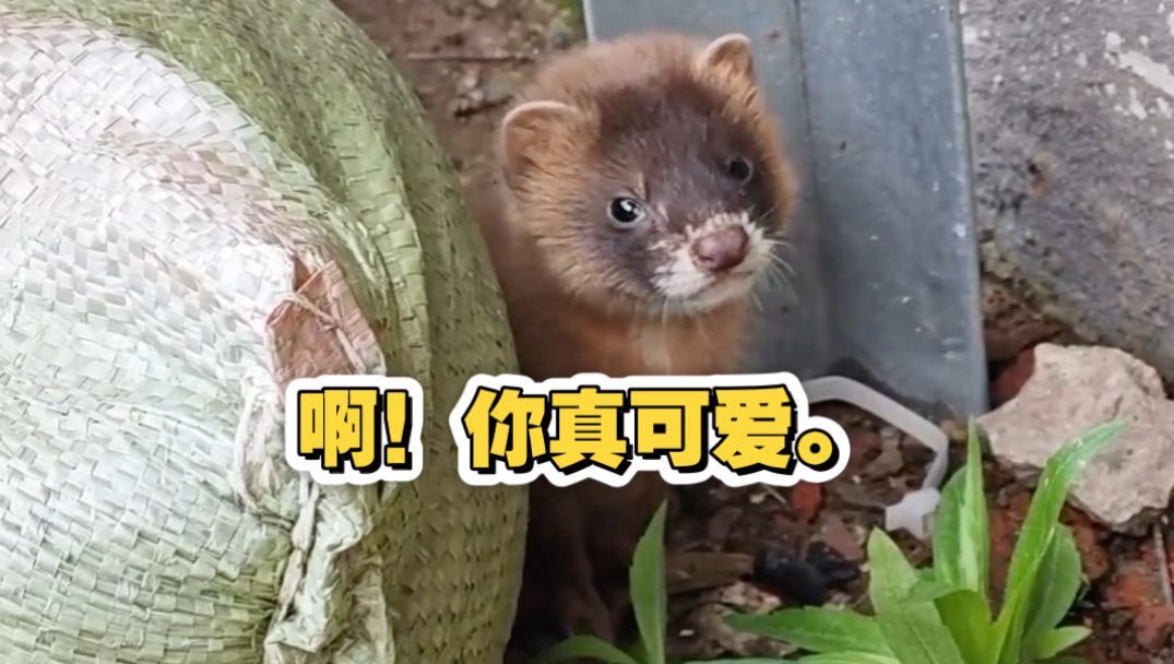 真没用想到黄大仙的孩子这么可爱！