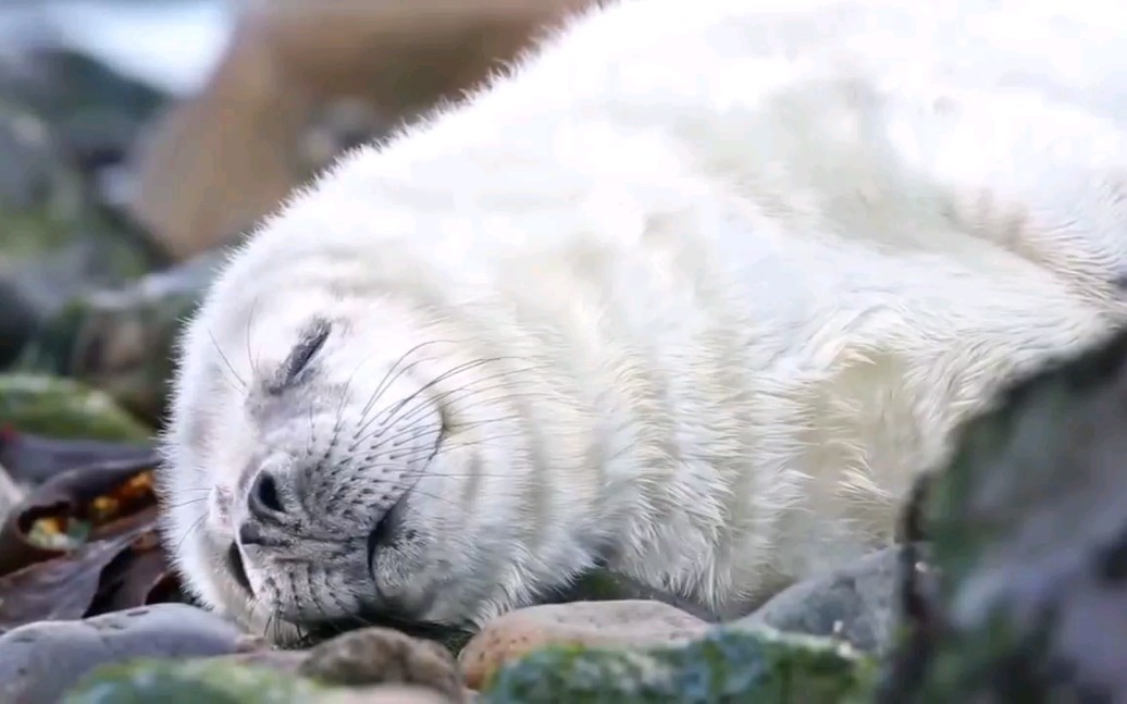 看小海豹上岸睡觉