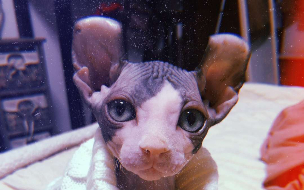 你看过一只卷耳一只直耳的斯芬克斯无毛猫吗