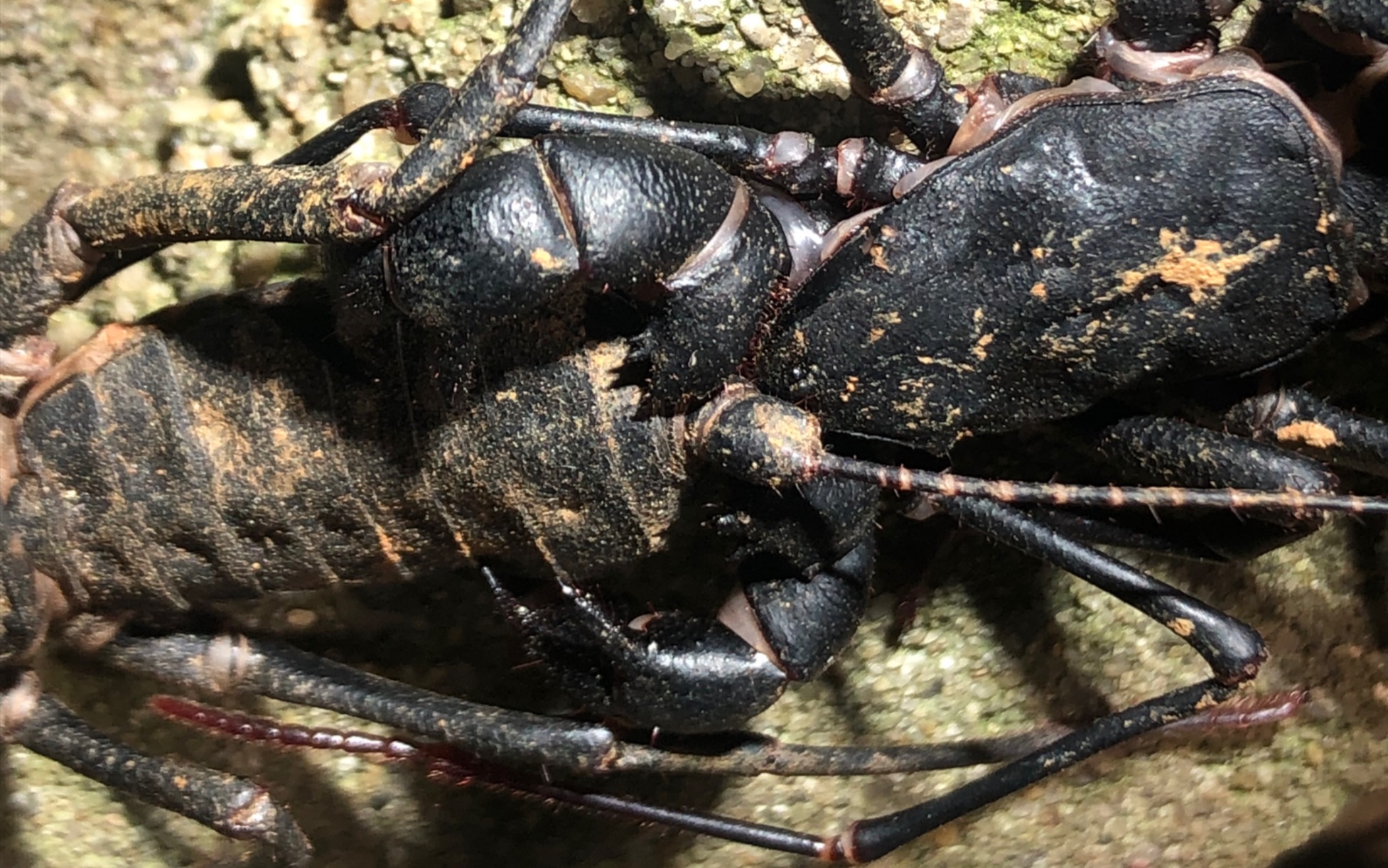 野外实拍黑盾鞭蝎交配