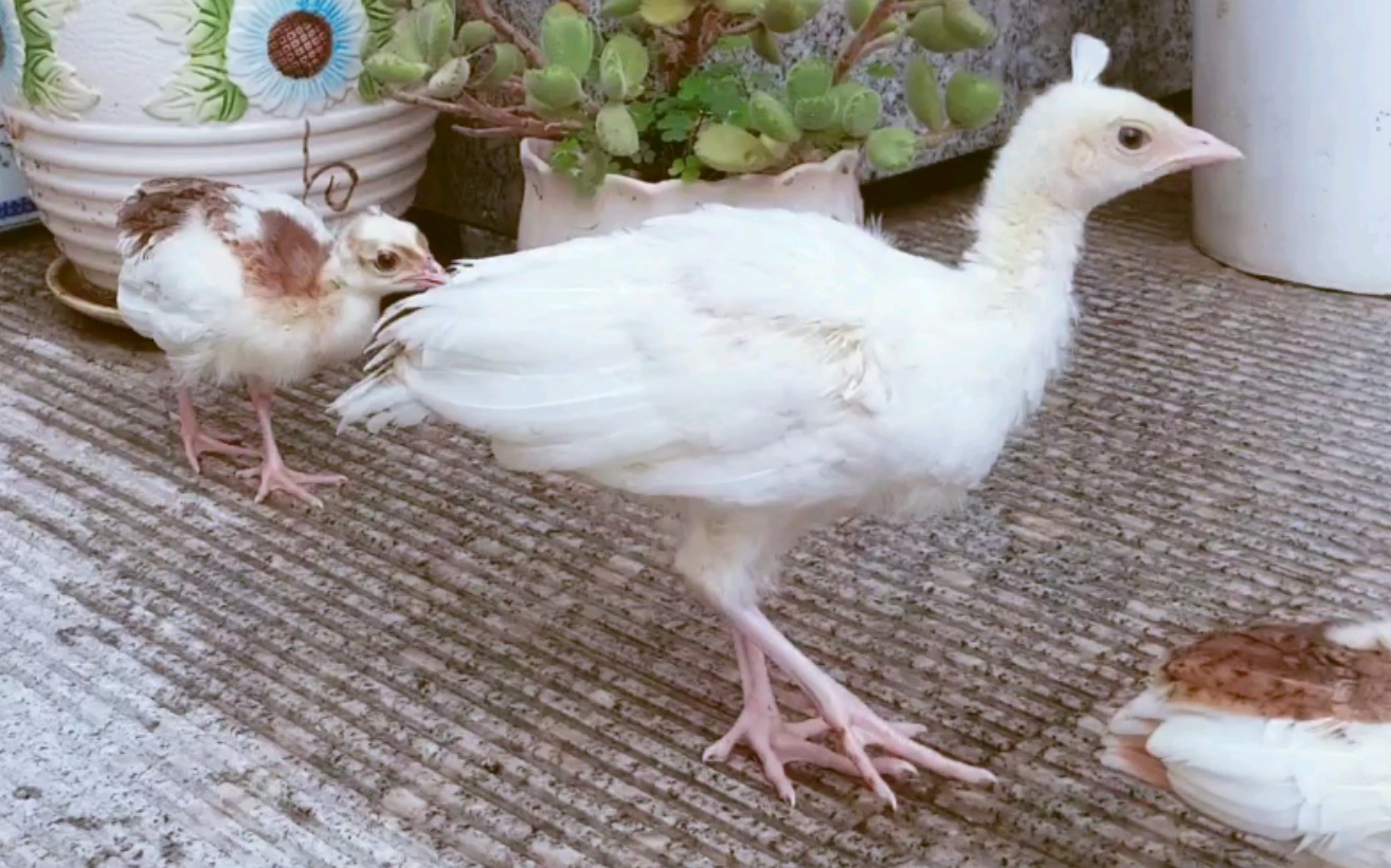 【孔雀幼崽】超萌孔雀崽的活动记录_哔哩哔哩 (゜-゜)つロ 干杯~-bili