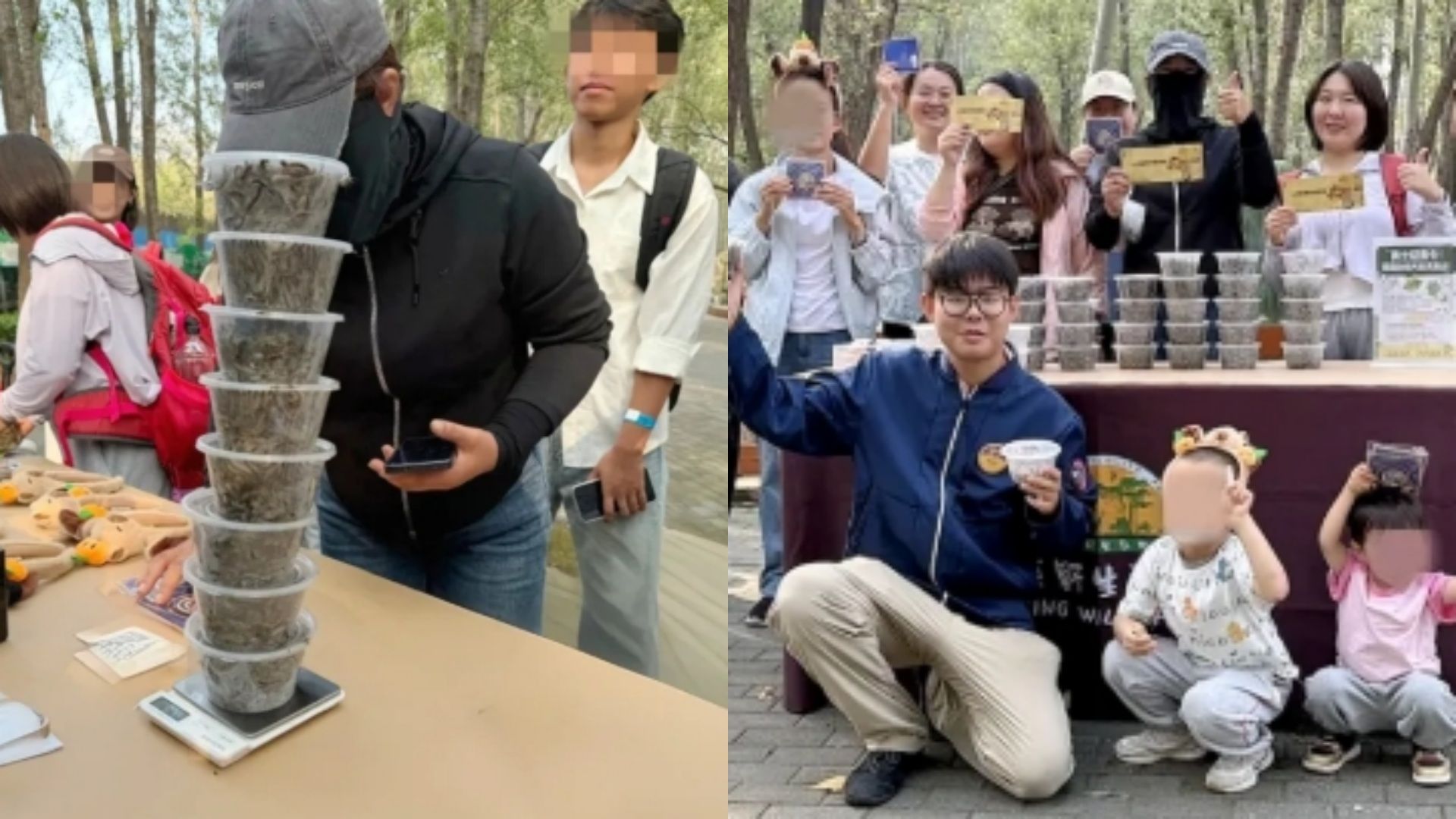 抓毛毛虫大赛火了！游客一天抓约4000条只拿第二，网友：都是卷王