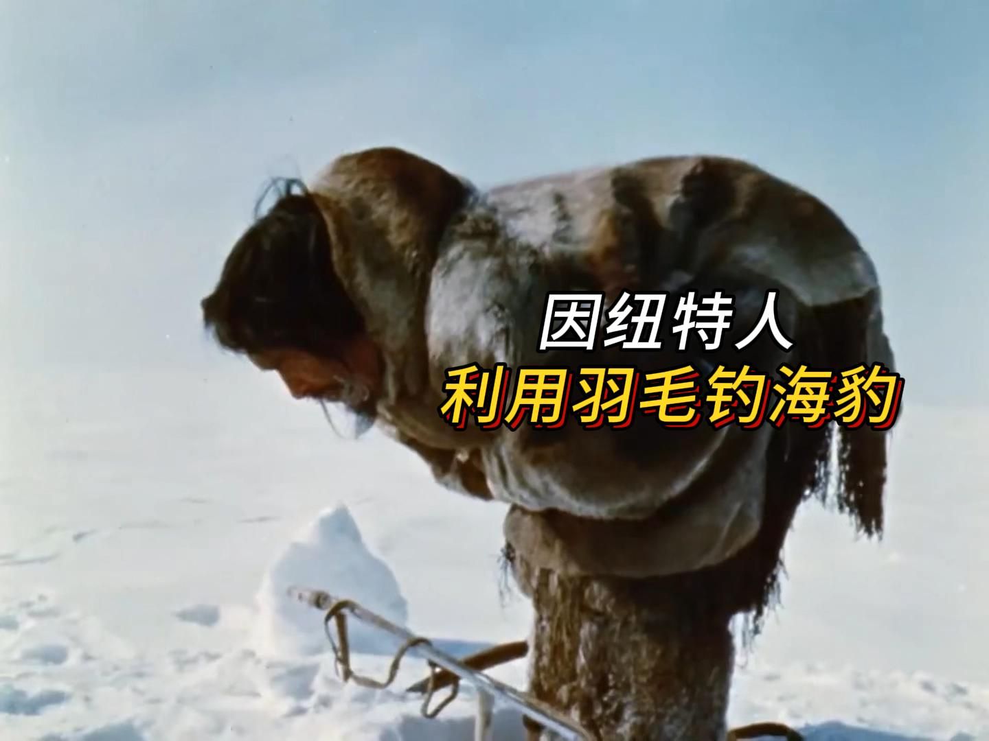 因纽特人的神操作,仅一根羽毛便抓获100斤的海豹!