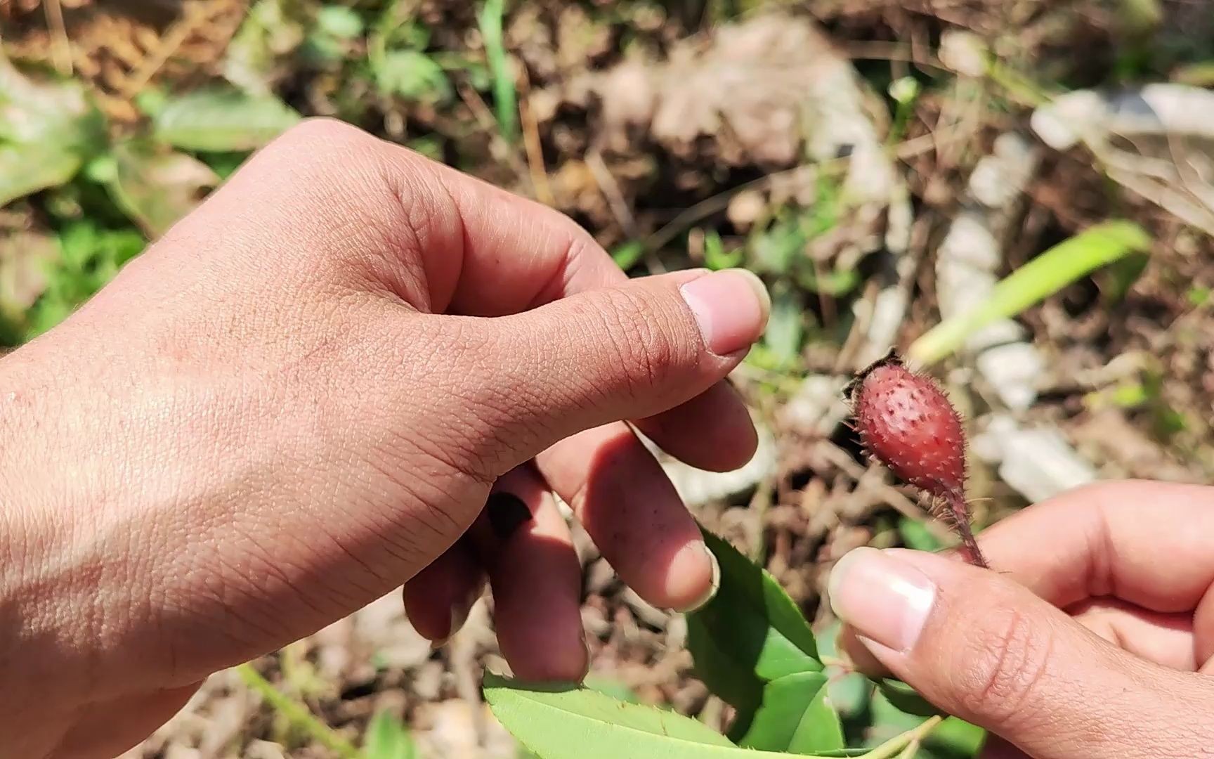 金樱根的功效与作用(金樱根:神奇的中药,提高免疫力)