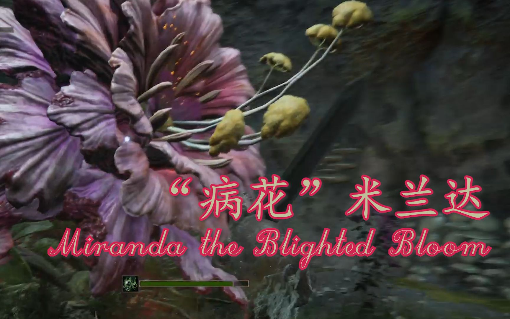 艾尔登法环sungo病花米兰达mirandatheblightedbloom
