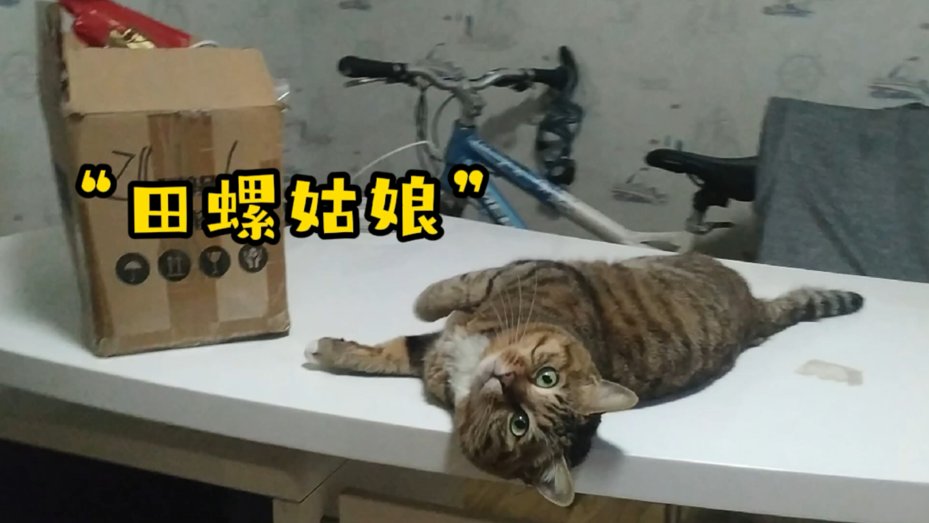 [图]养猫以后才发现,原来田螺姑娘可能是只猫!