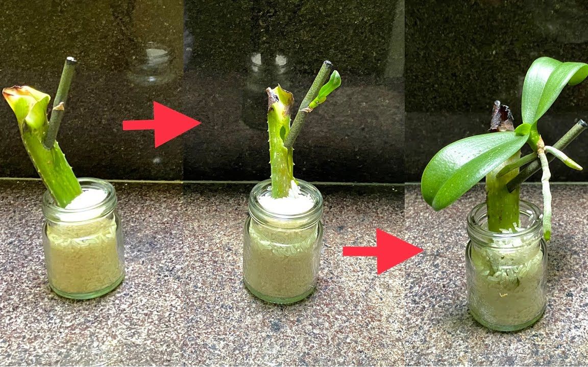 芦荟繁殖方法图片