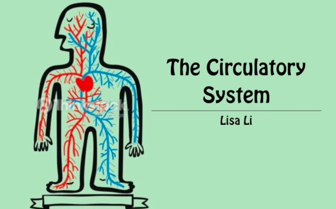 【生物】循环系统 The Circulatory System哔哩哔哩bilibili