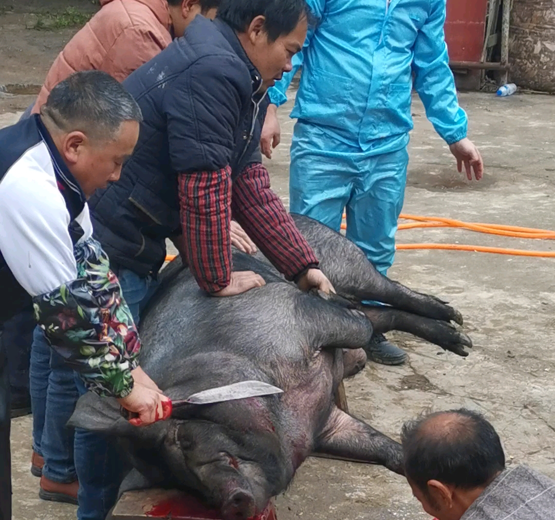 [图]许久未见的杀猪现场视频