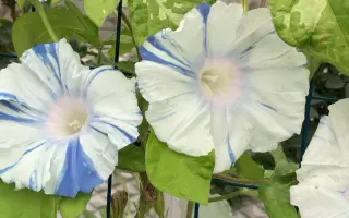 好些花友都向我推荐站，说是最干净的短视频平台，没有其他短视频平台那些乱七八糟的东西，上传了一些自己的作品，有了个粉丝，好开心
