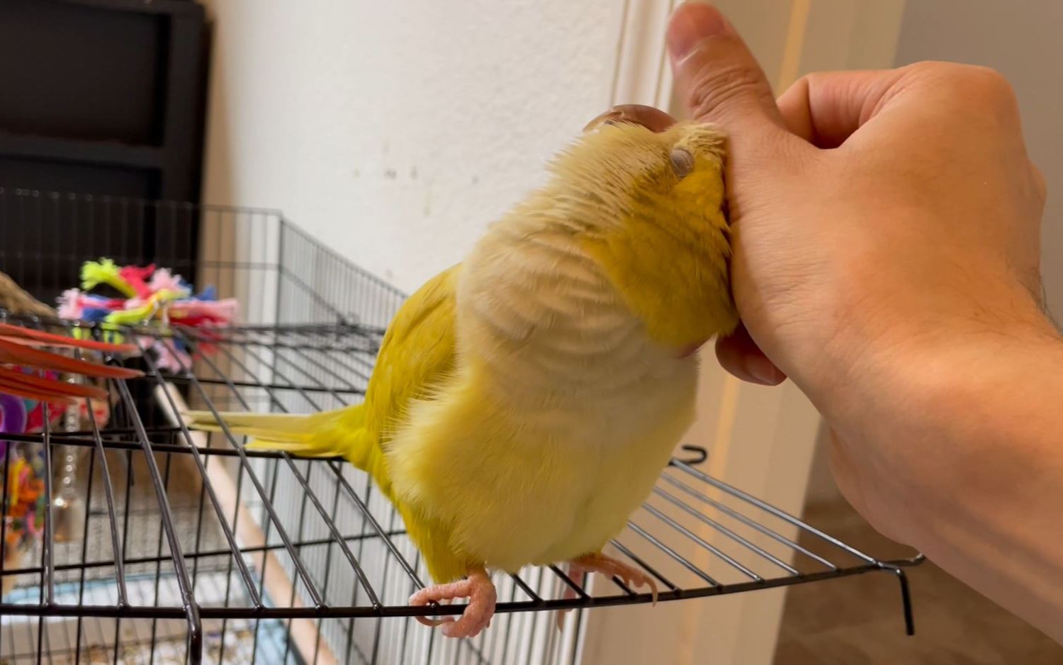 超级好撸的黄和尚鹦鹉(黑眼)