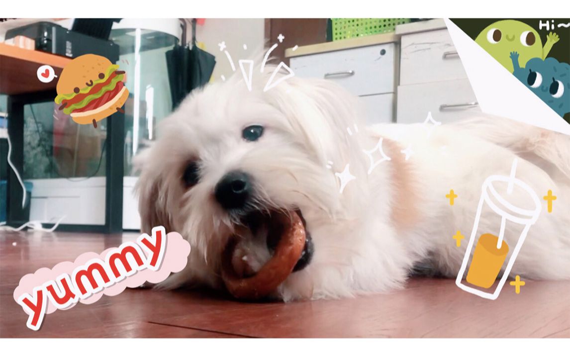 活动作品中华田园犬也可以很可爱的汤小圆吃吃吃