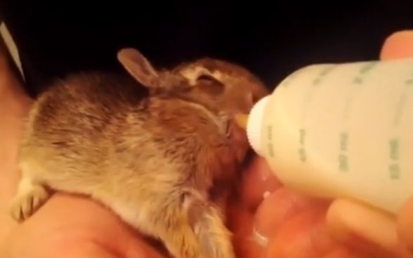 萌萌哒小兔子用奶瓶喝奶【视频集锦】_动物圈_生活_bilibili_哔哩哔哩