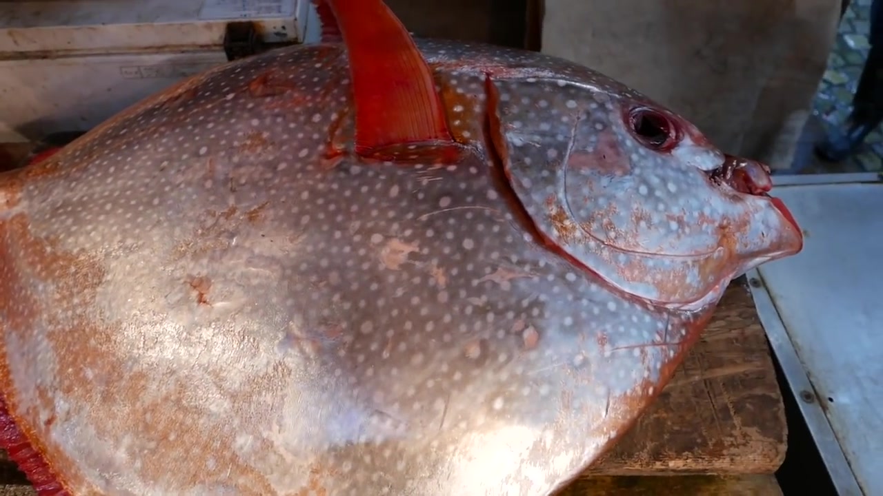 日本街頭美食東京超大太陽魚