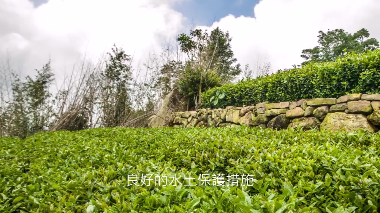 阿里山佛手工夫茶制作哔哩哔哩bilibili