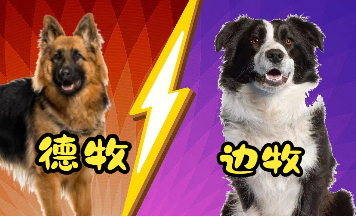 边境牧羊犬VS德国牧羊犬,看哪一种适合你哔哩哔哩bilibili