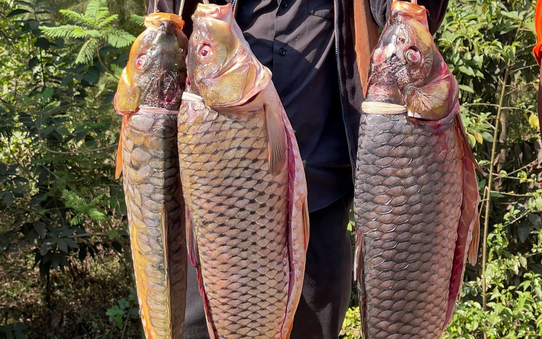 非洲卢旺达,水资源丰富,偶遇野生鲤鱼王,买它