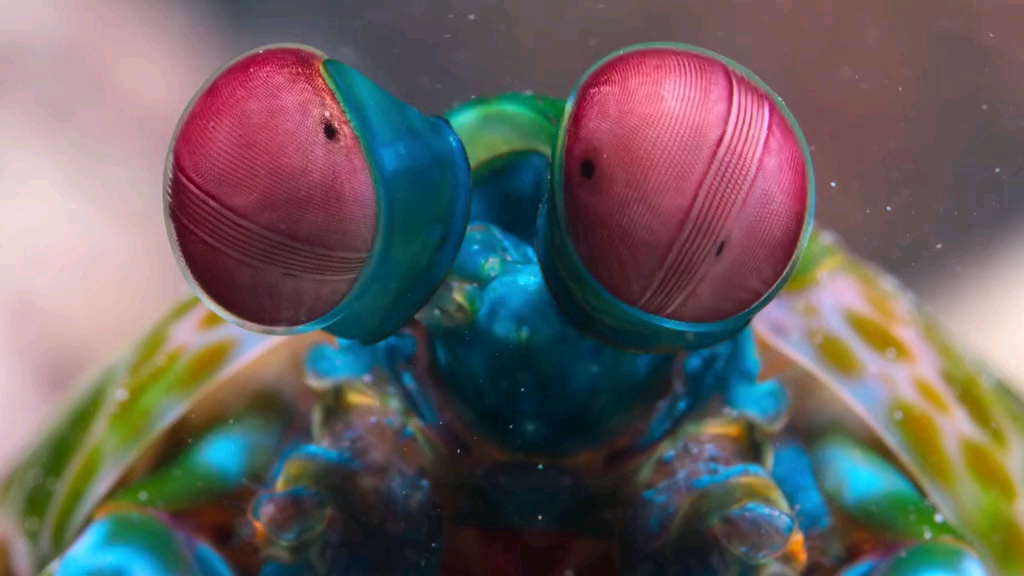 拳击高手螳螂虾