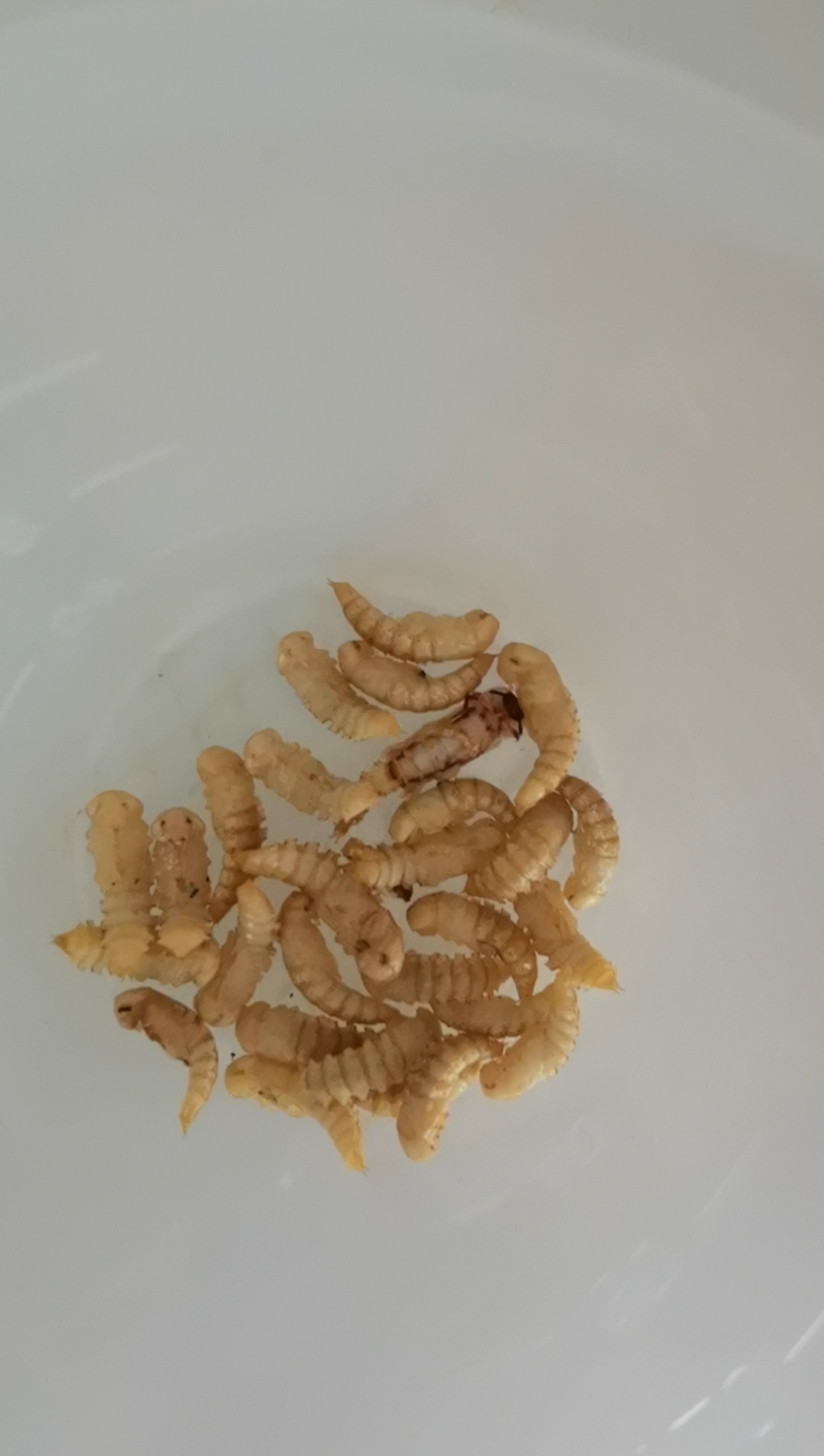 你见过面包虫从蛹到成虫的中间形态吗