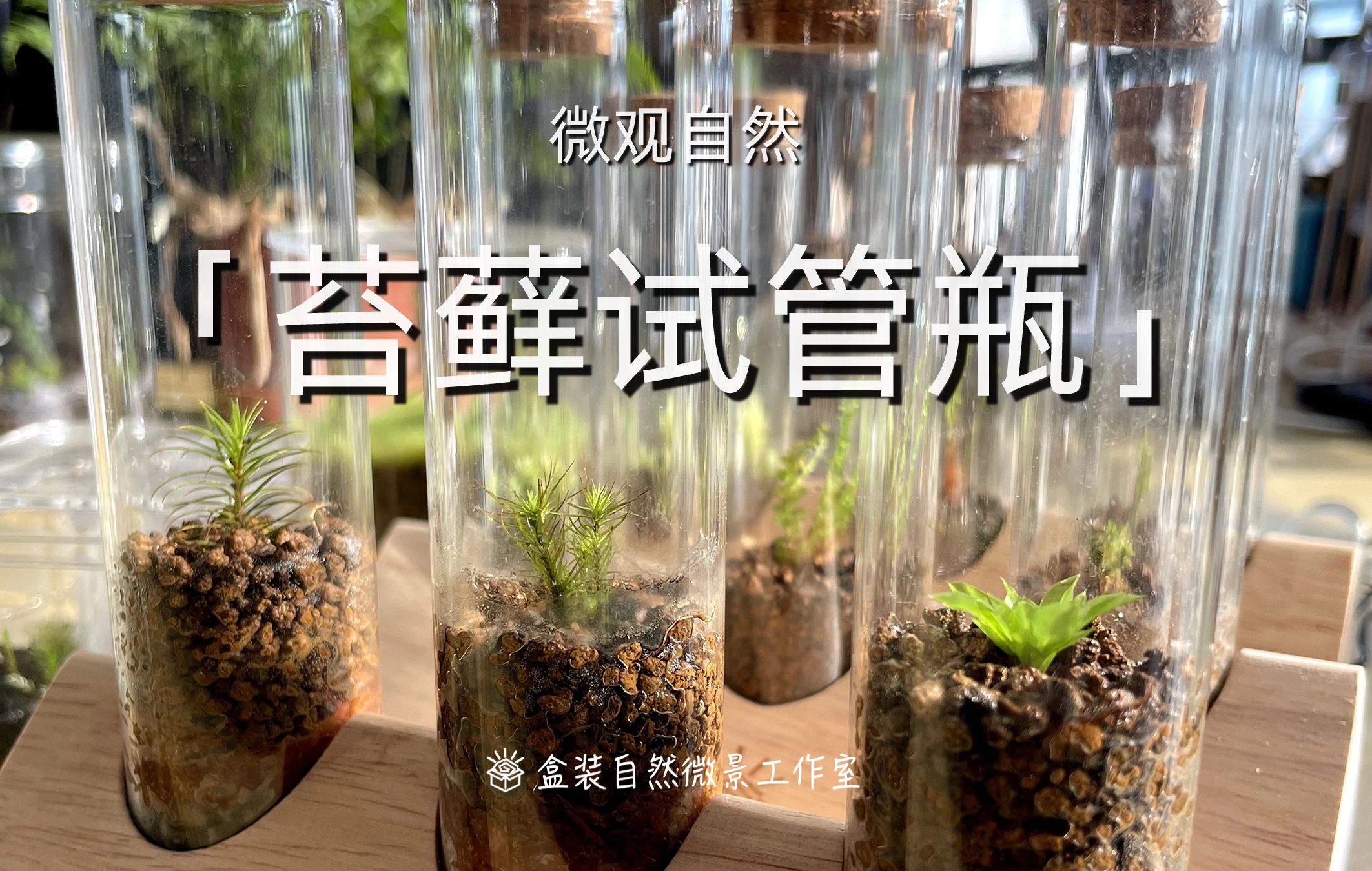 手作教程|试管中的「苔藓植物」哔哩哔哩bilibili