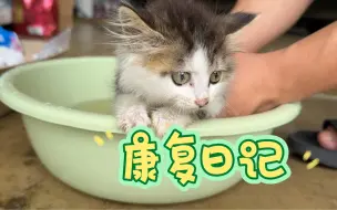 Download Video: 瘫痪小奶猫康复日记-针灸第二天