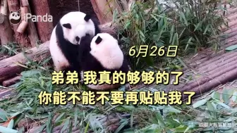 Tải video: 6.26小叶子又是标记花花又是各种贴贴，最后花花都被贴烦了就给打了他几巴掌，真的要被他俩笑死了