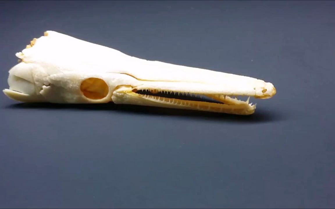 动物头骨-鱼类-雀鳝头骨