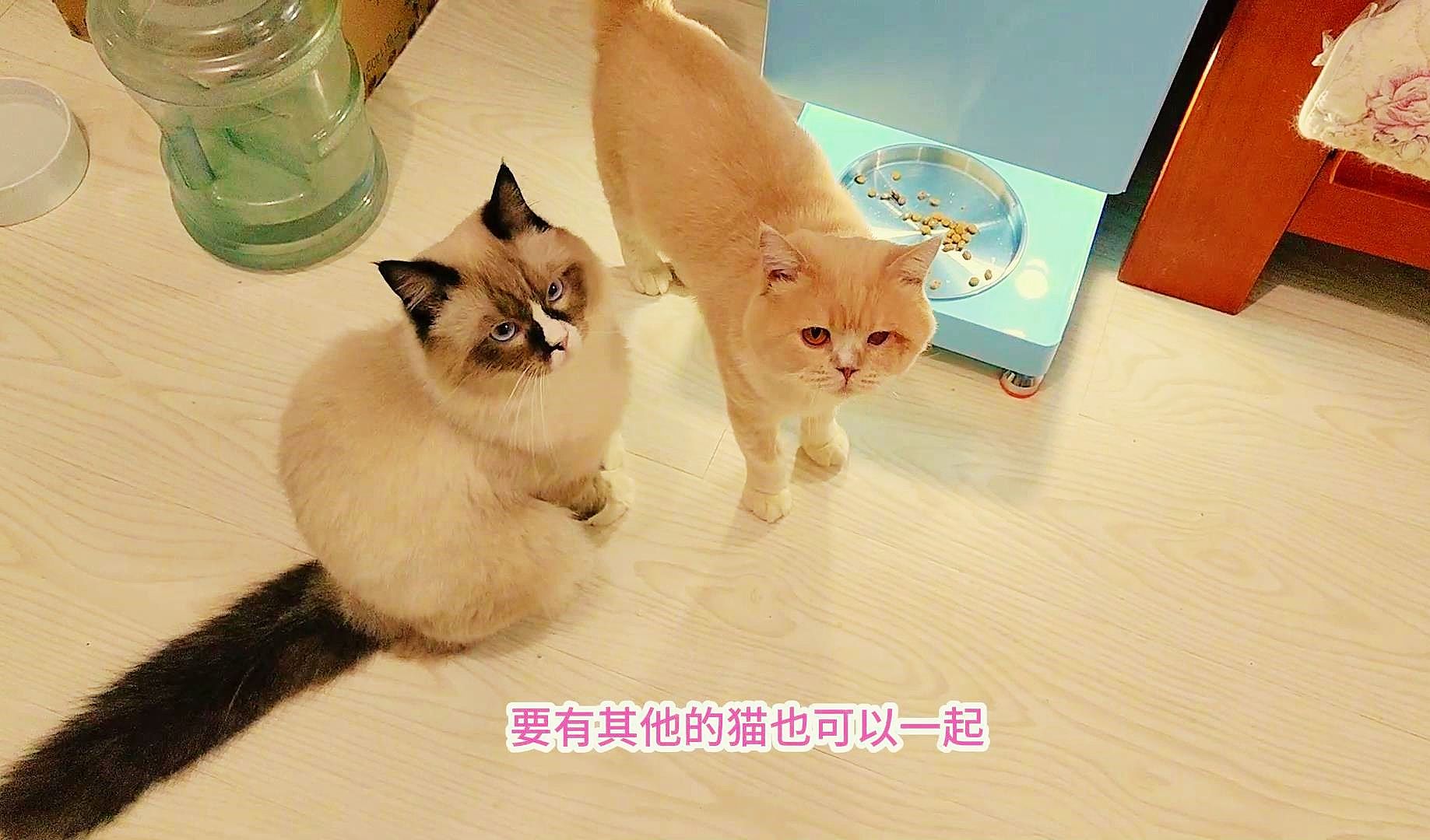 哎呦与偶像给流浪猫申请的云投喂猫屋,为流浪毛孩子生活增加保障