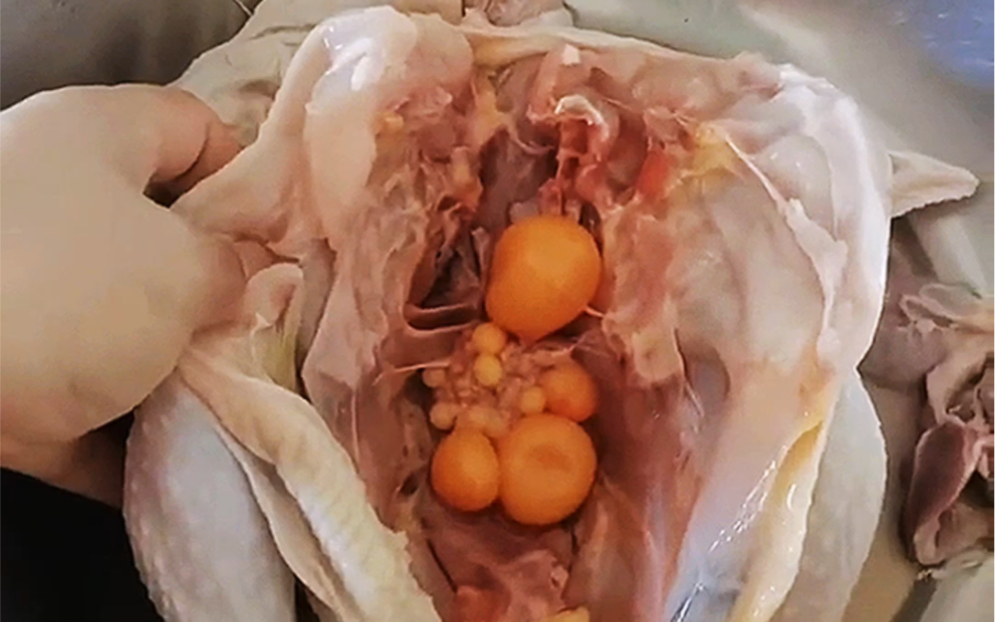 公鸡肚子里这样,是瘤还是蛋