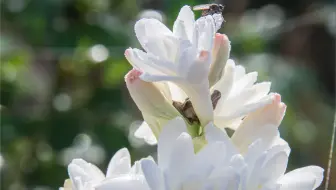 周迅 夜来香 哔哩哔哩 Bilibili