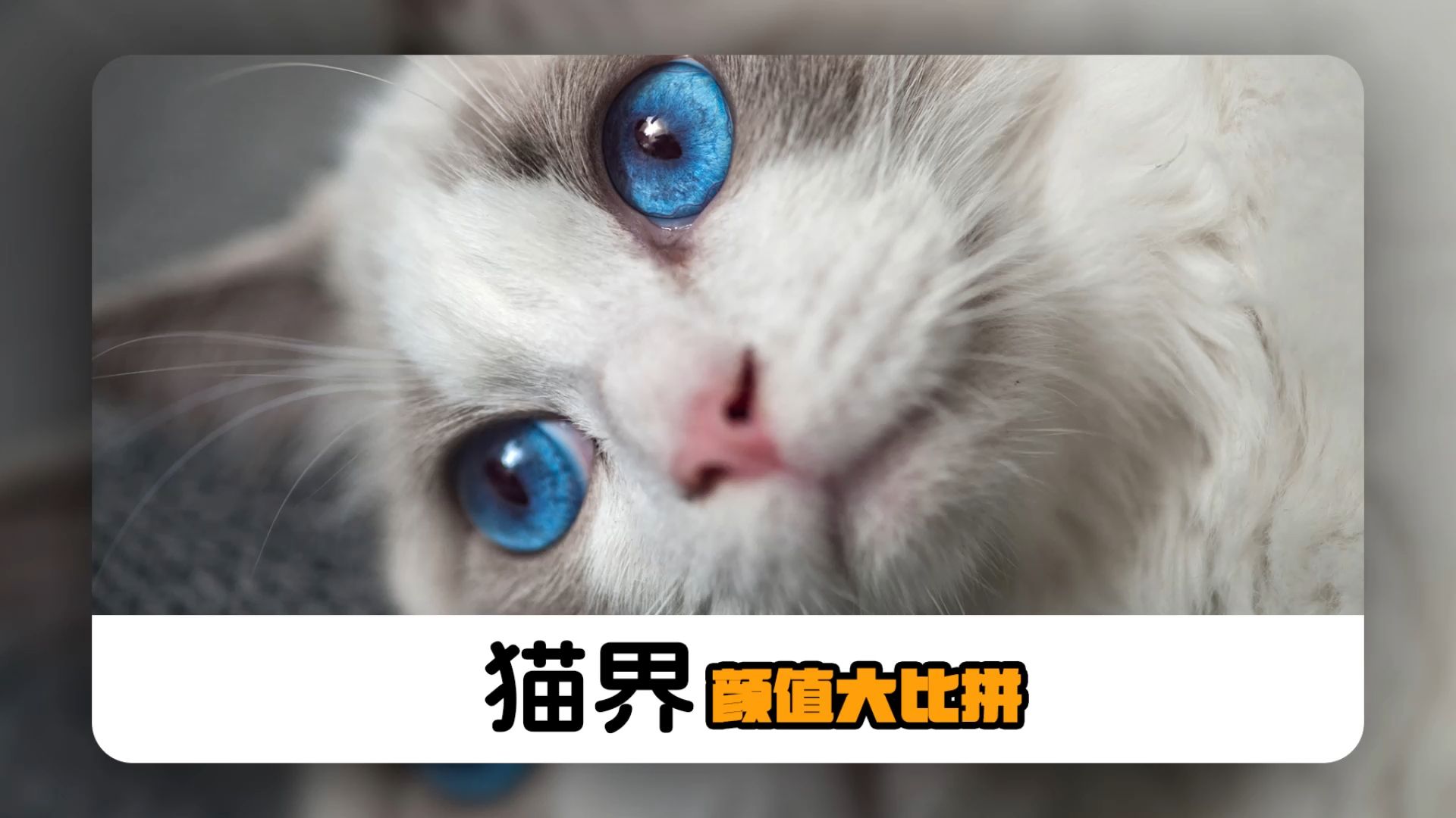 哪种猫咪的颜值最高?你来决定!哔哩哔哩bilibili