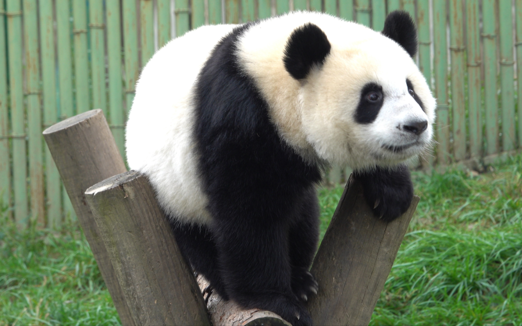壁纸 大熊猫 动物 1728_1080