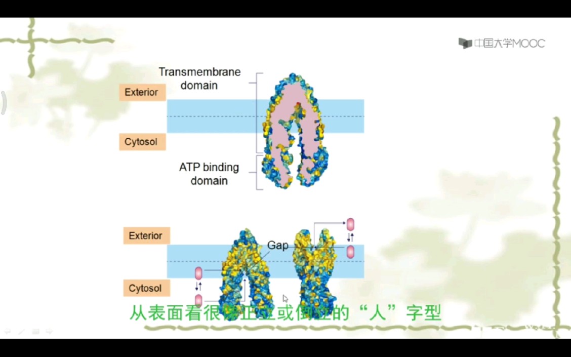 初级主动运输ATP驱动泵四种类型:天冬氨酸磷酸化的P型离子泵,提供酸性氢离子的V型质子泵,线粒体内膜的F型ATP合成酶,运输氨基酸胆固醇药物等人...