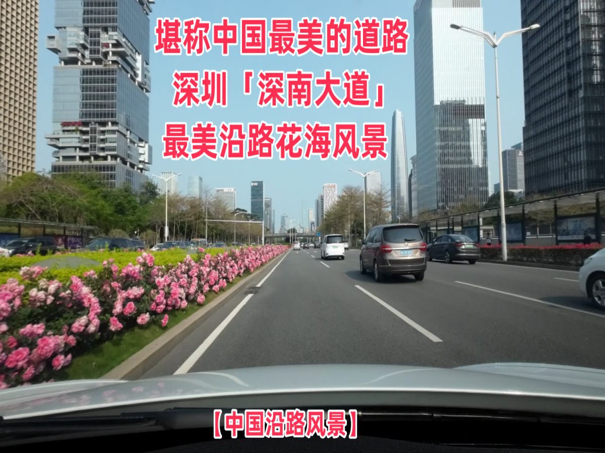 【中国沿路风景】堪称中国最美的道路—深圳「深南大道」最美沿路花海风景|全程采用DJI Action 2 实景拍摄哔哩哔哩bilibili