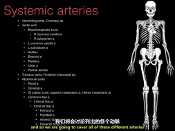 Video herunterladen: | Anatomy | Systemic artery （一）| The Noted Anatomist |