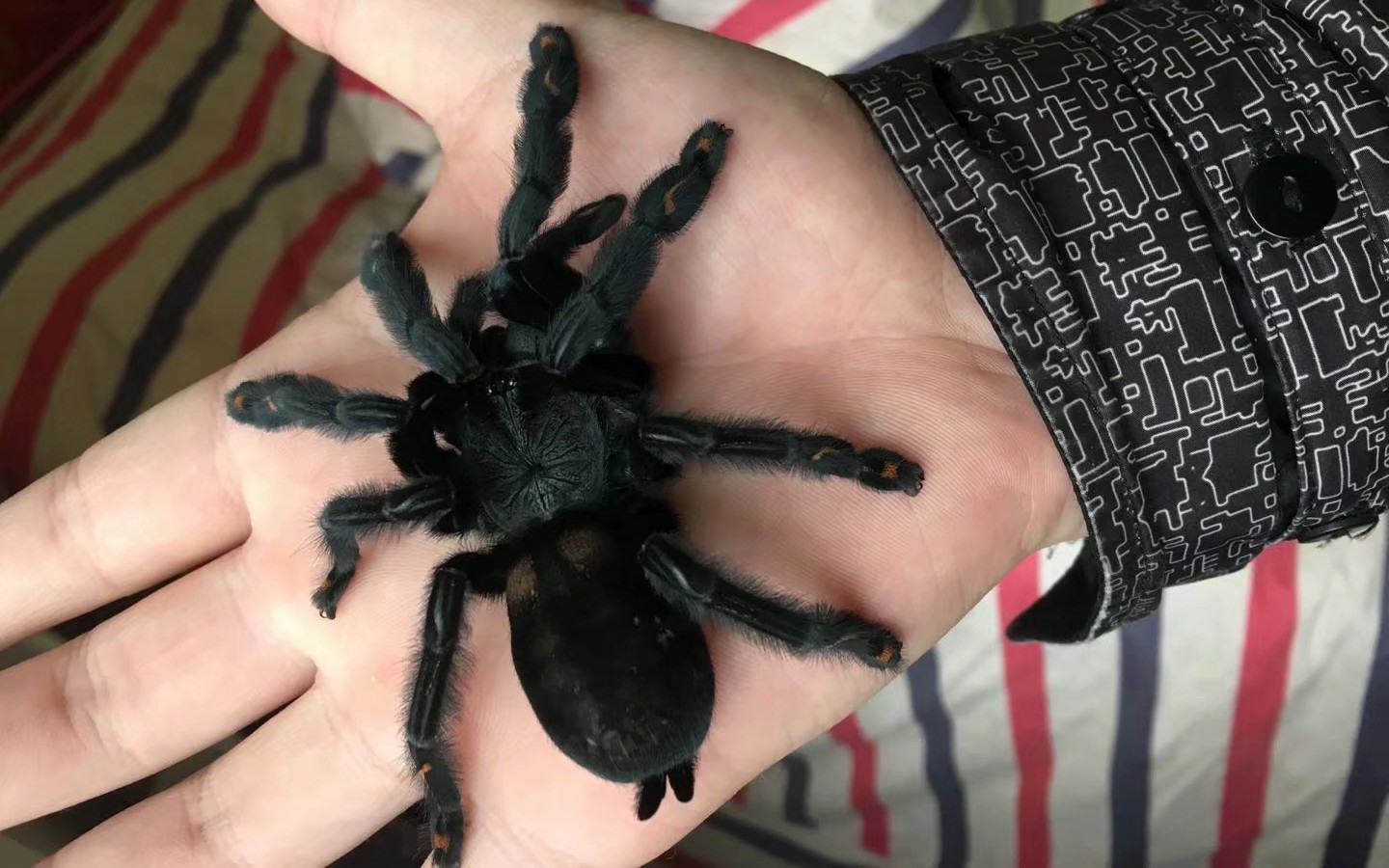 你们最爱的粉趾蜘蛛来啦.先喂一小波.